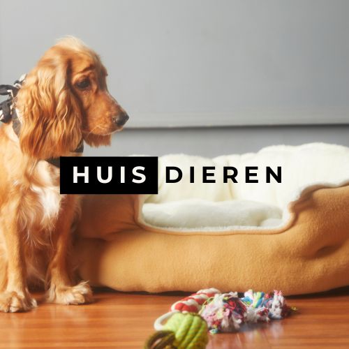Huisdieren